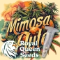 Preview: Mimosa Auto (Autoflower Sativa)